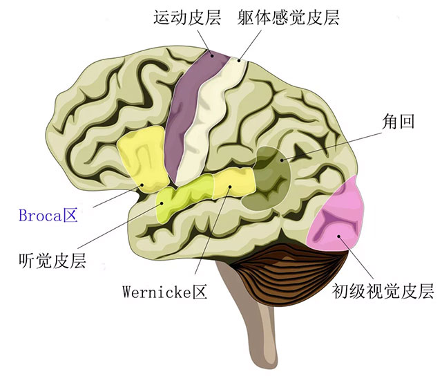 大脑(左侧)示意图